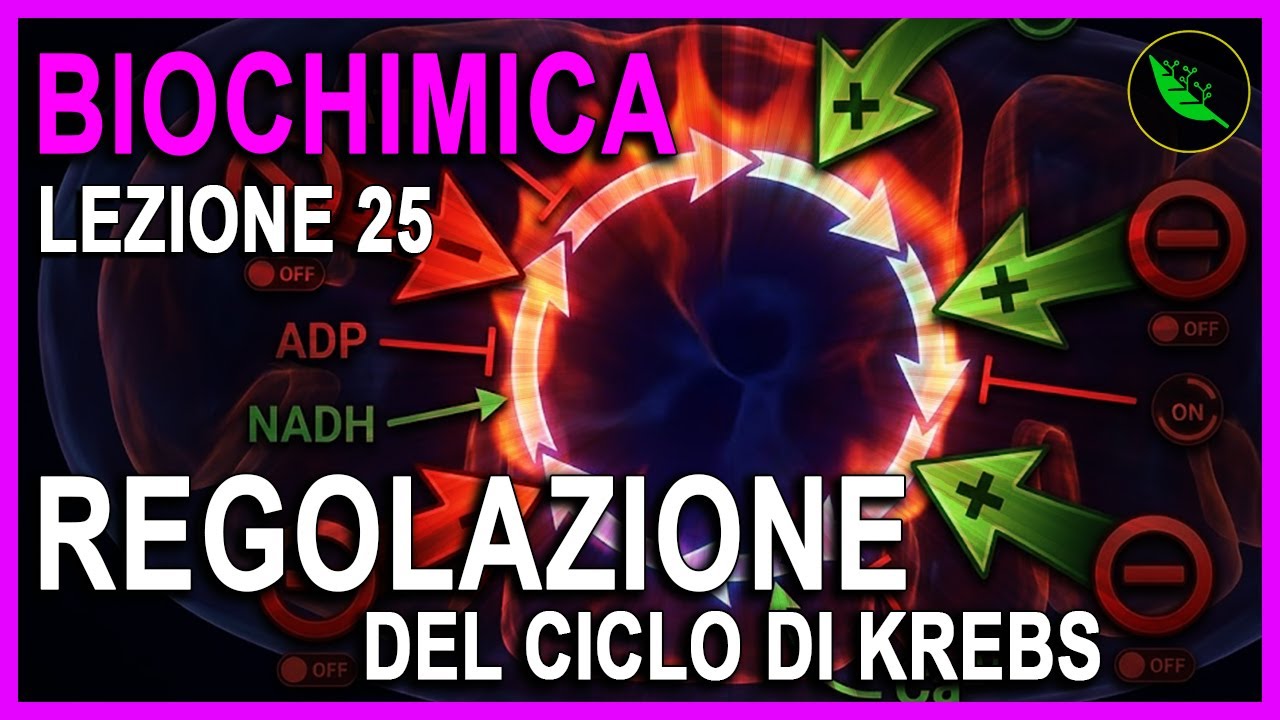 La REGOLAZIONE del CICLO DI KREBS : 3 ENZIMI da RICORDARE . -Biochimica Lezione 25