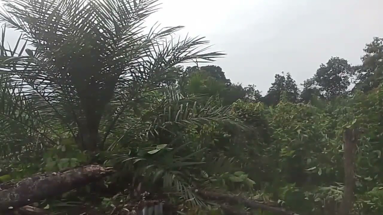 Proses pembersihan kebun sawit