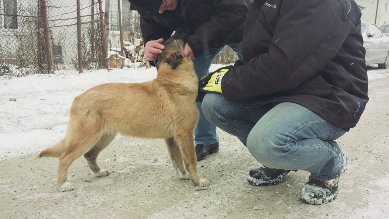 Die Pferderetter in Rumänien - Folge 5 - Hundeglück