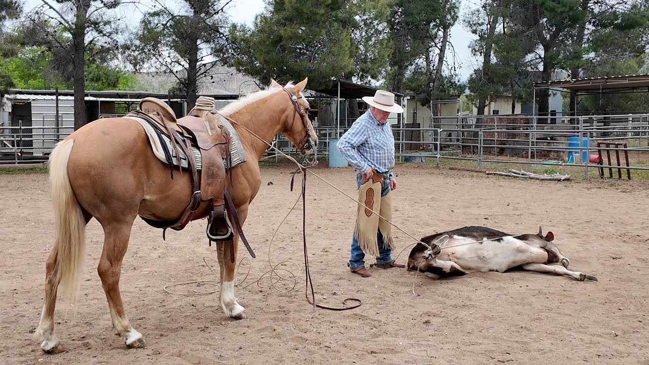 Circling Up On The Palomino