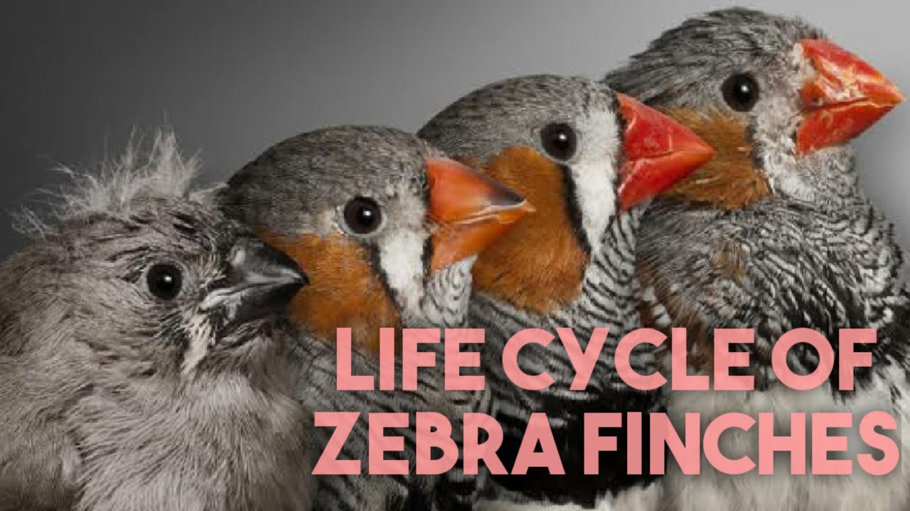 Lifecycle of zebra Finch || Adult age || breeding age || life span || zebra finches ||