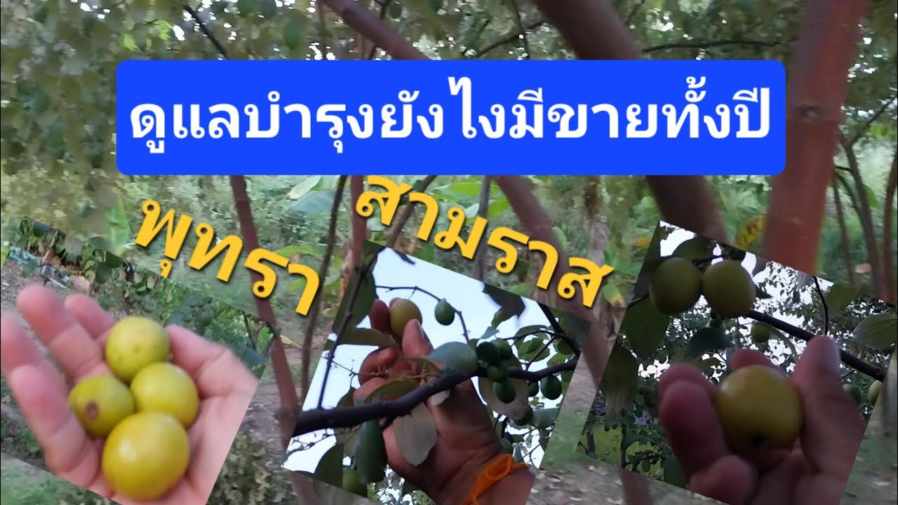 ดูแลบำรุงพุทราสามรสยังใงมีลูกเก็บตลอดทั้งปี!!