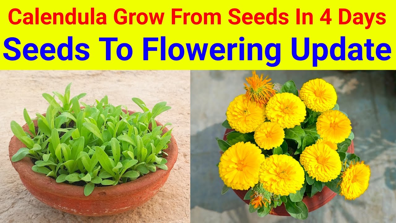 Grow Calendula Flower Plant From Seeds With Flowering Update / Calendula Flower Plants Grow and Care