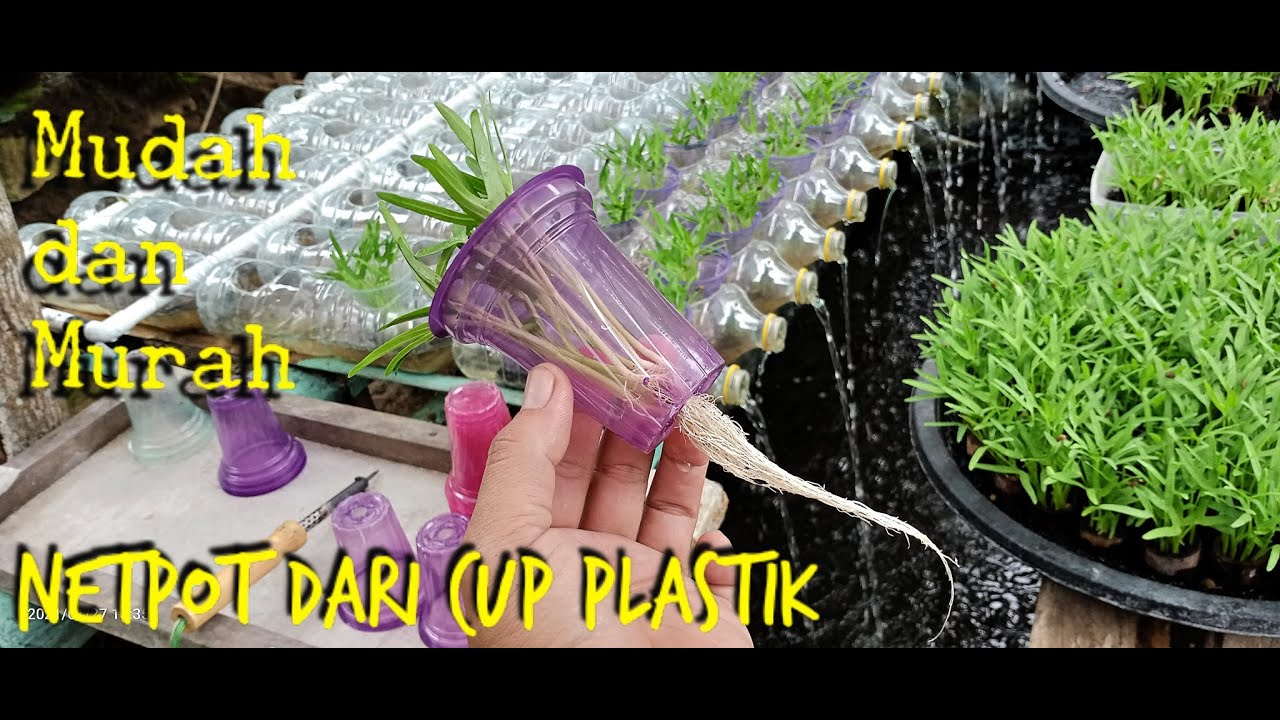 Netpot hidroponik gelas plastik
