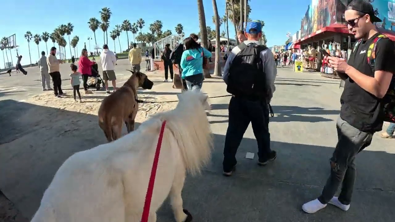 Lt. Rowdy Mini Horse, First Time @ Venice Beach with Cash 2.0 (2 of 5) 2023