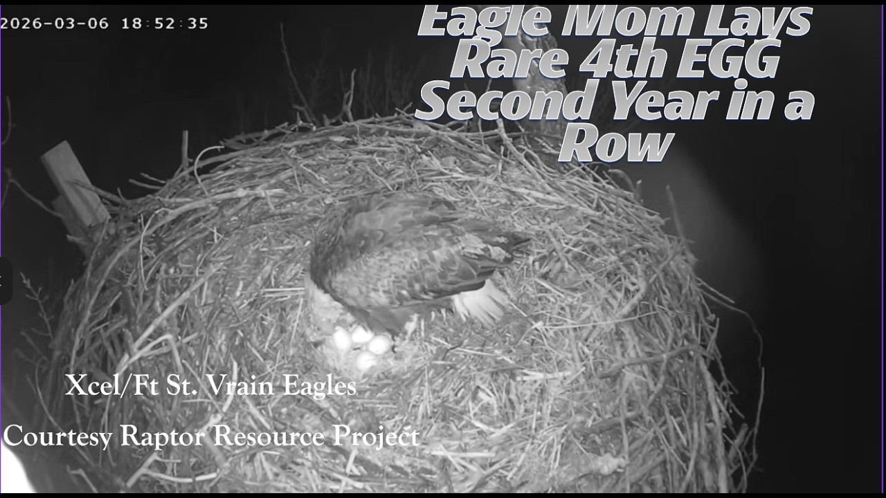 Xcel/FSV EC~ Ma Vrain Does it AGAIN!! Lays 4th Egg! Pushed Hard-Panting Sounds- Snowy Day_3.6.26
