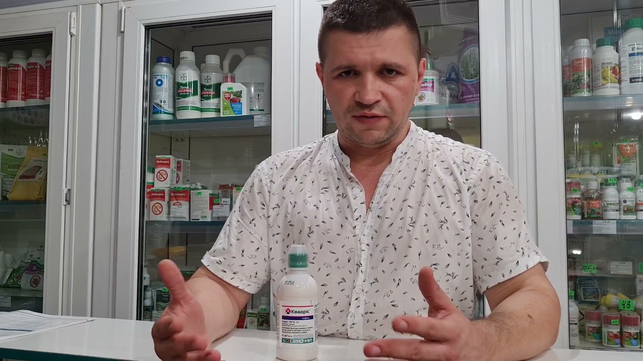 Квадрис. Через 1 день 