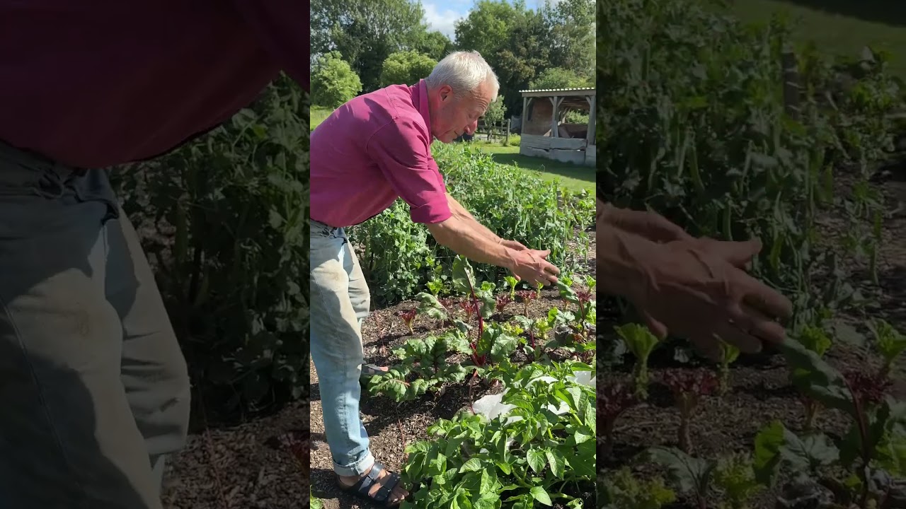 One No Dig Bed, 105kg of Food: No Rotation, No Fertilisers