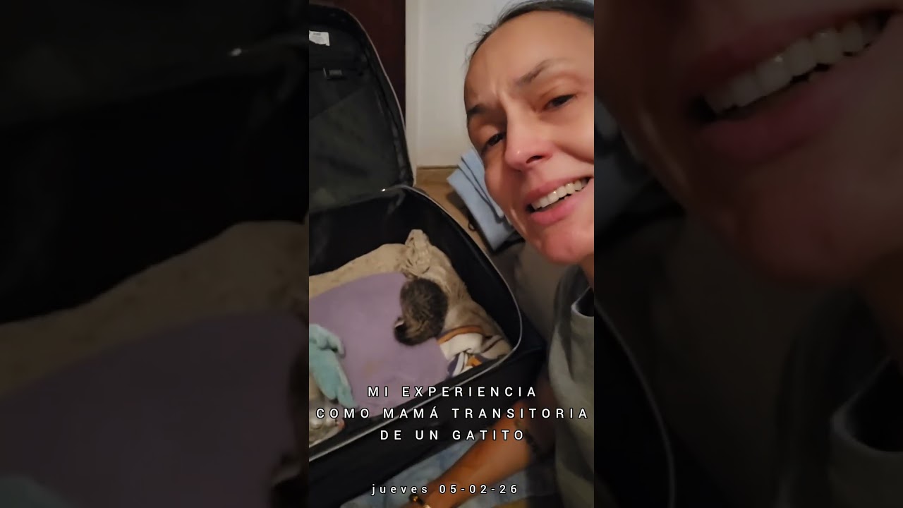Mi experiencia como mamá transitoria de un gatito 