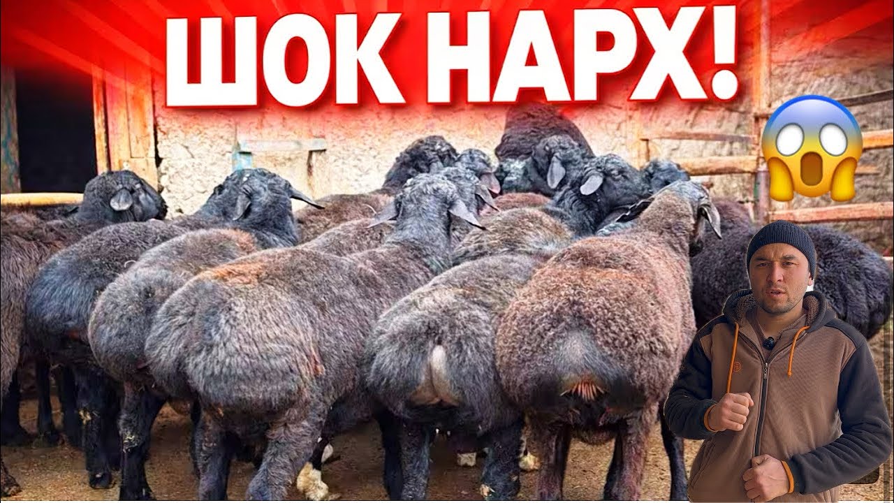 OMONILLA YIRIK QO’CHQORLAR NARXINI SINDIRVORDI SHOSHILING PULI ARZON QO’YLAR KELDI