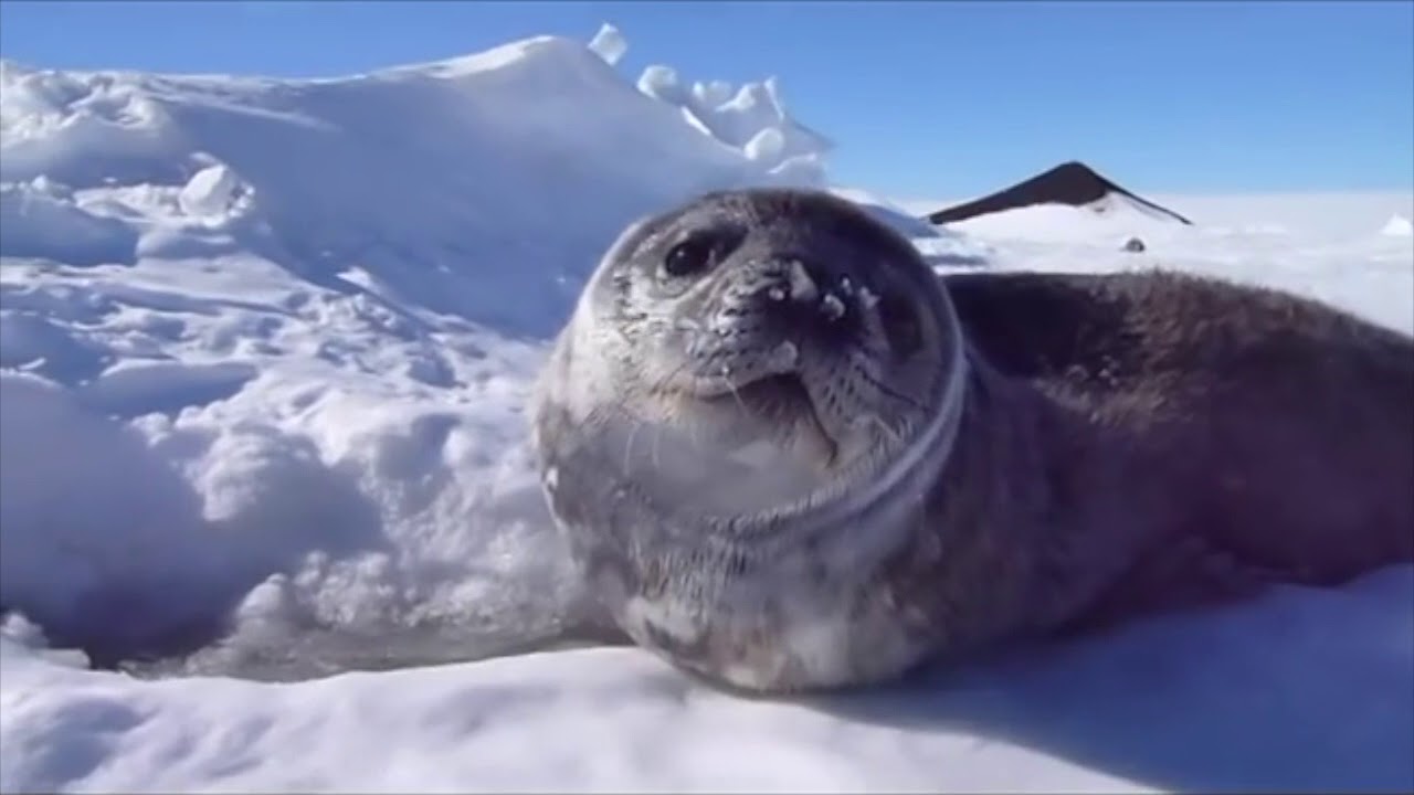 Seal captions