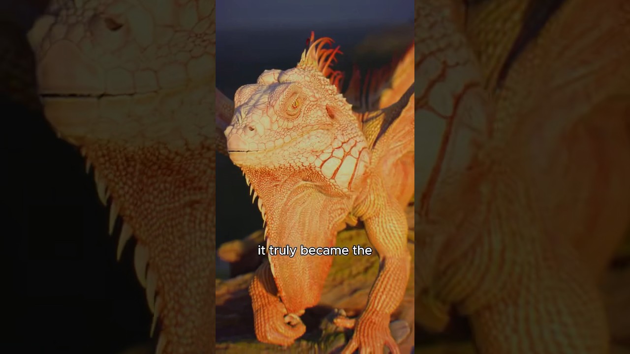 Raising a Fire Dragon Rider. #animals #love #lizard #shorts #shortvideo