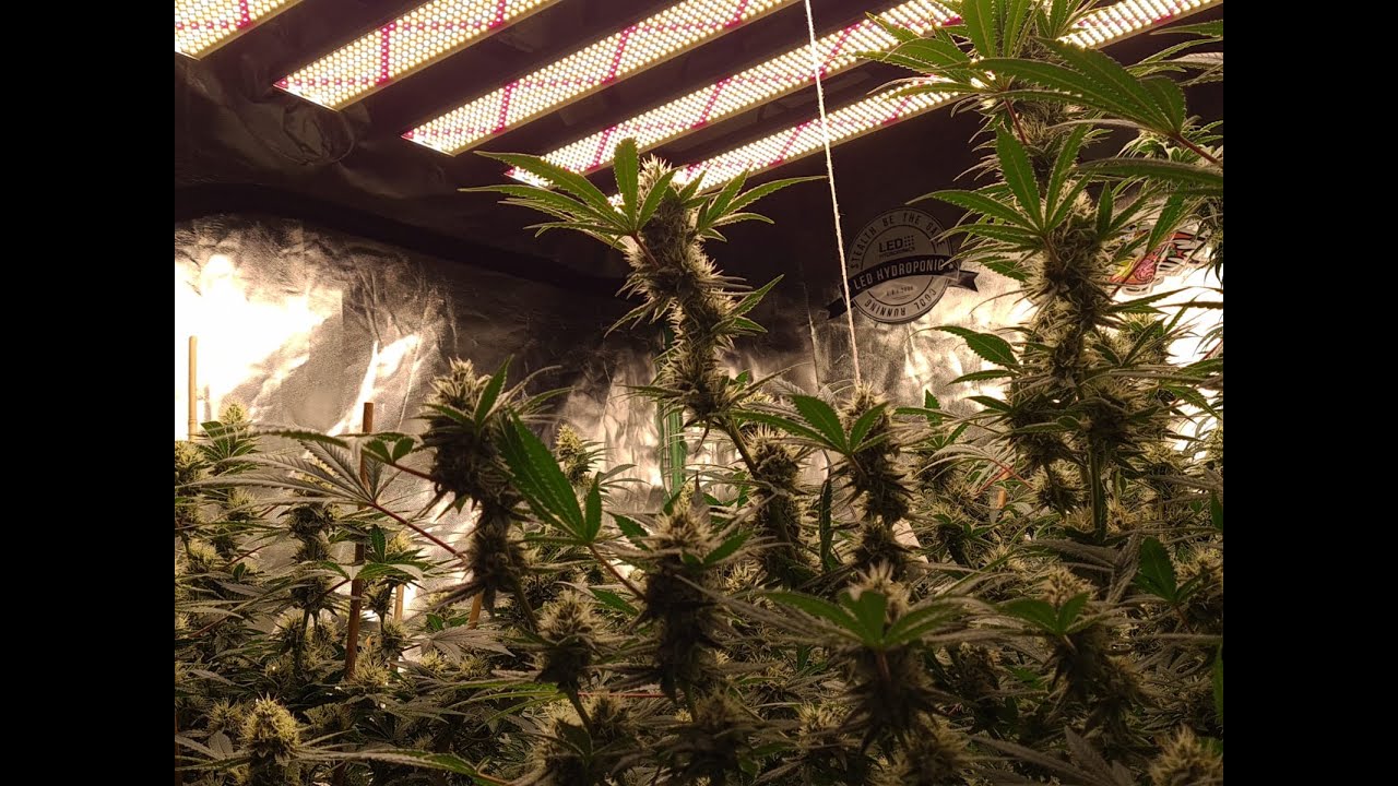 Skysaber 720w Sour diesel and OG Kush day 42 in flowering