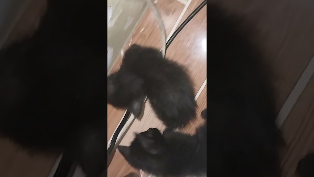 The Little Naughty kitten 