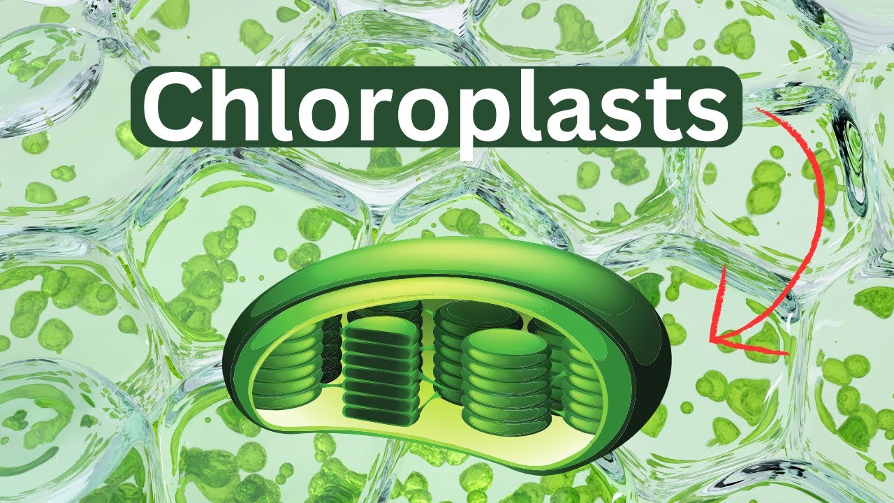 Chloroplasts-Definition-Function-Structure