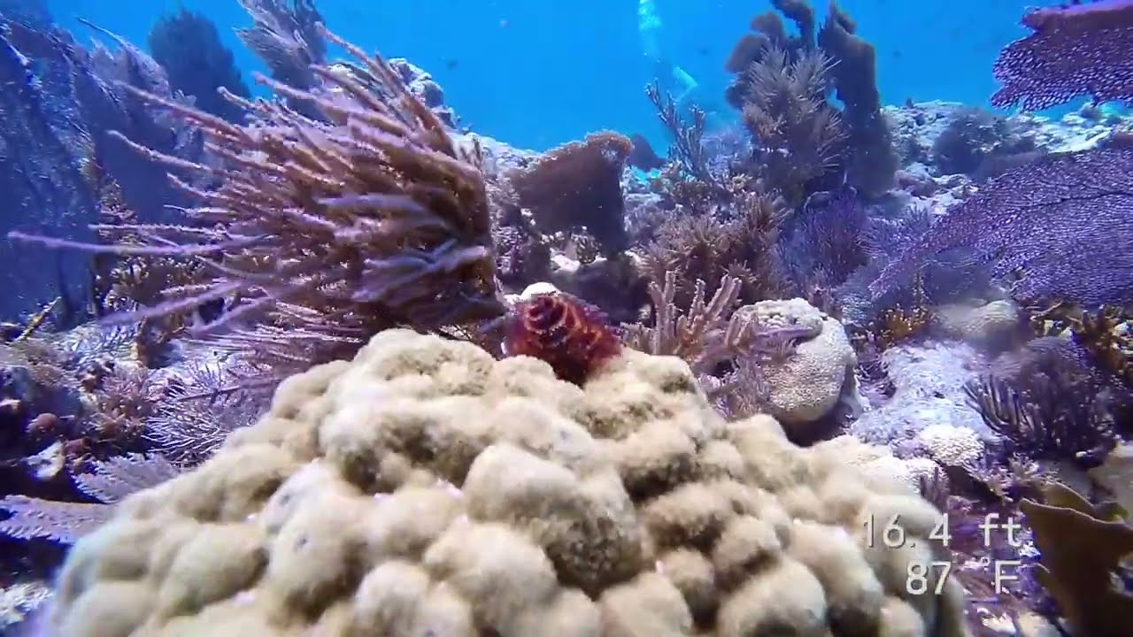 Molasses Reef & Aquarium / Key Largo, FL, USA