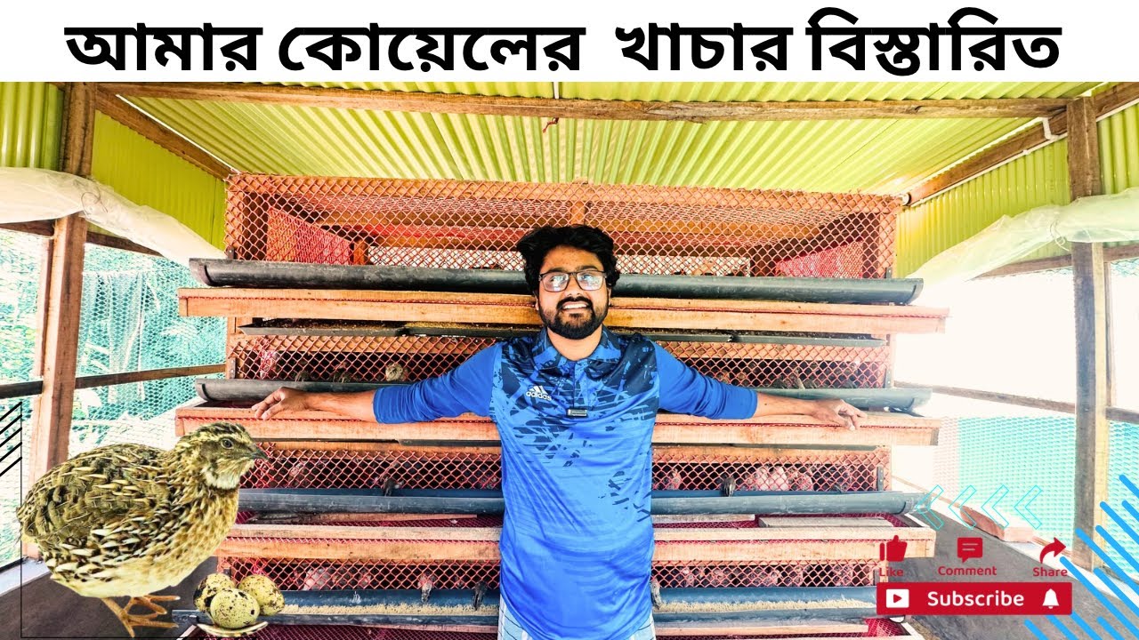 আমার ৬০০ কোয়েল পাখির খাচার বিস্তারিত ll Quial Farm ll Farming ll Swapno Agro