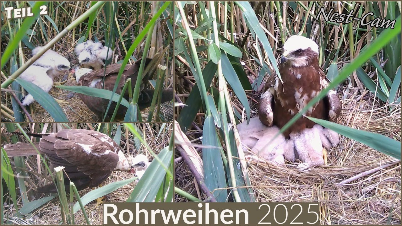 Rohrweihen 2025, Teil 2 - Nestlingszeit