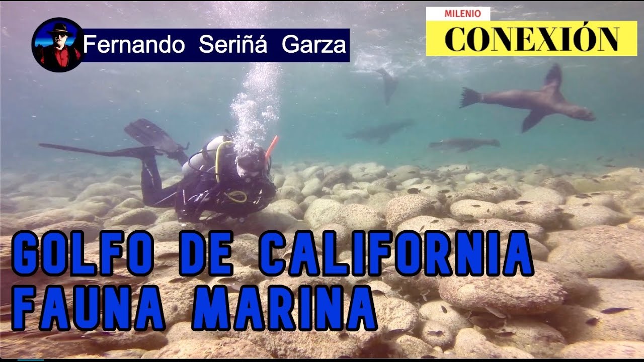EL Golfo de California, Fauna Marina