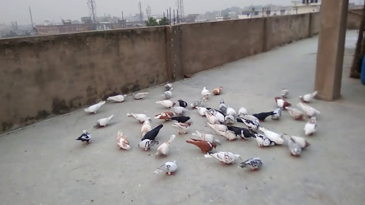 Gola kabutar || jajmau Kanpur ||