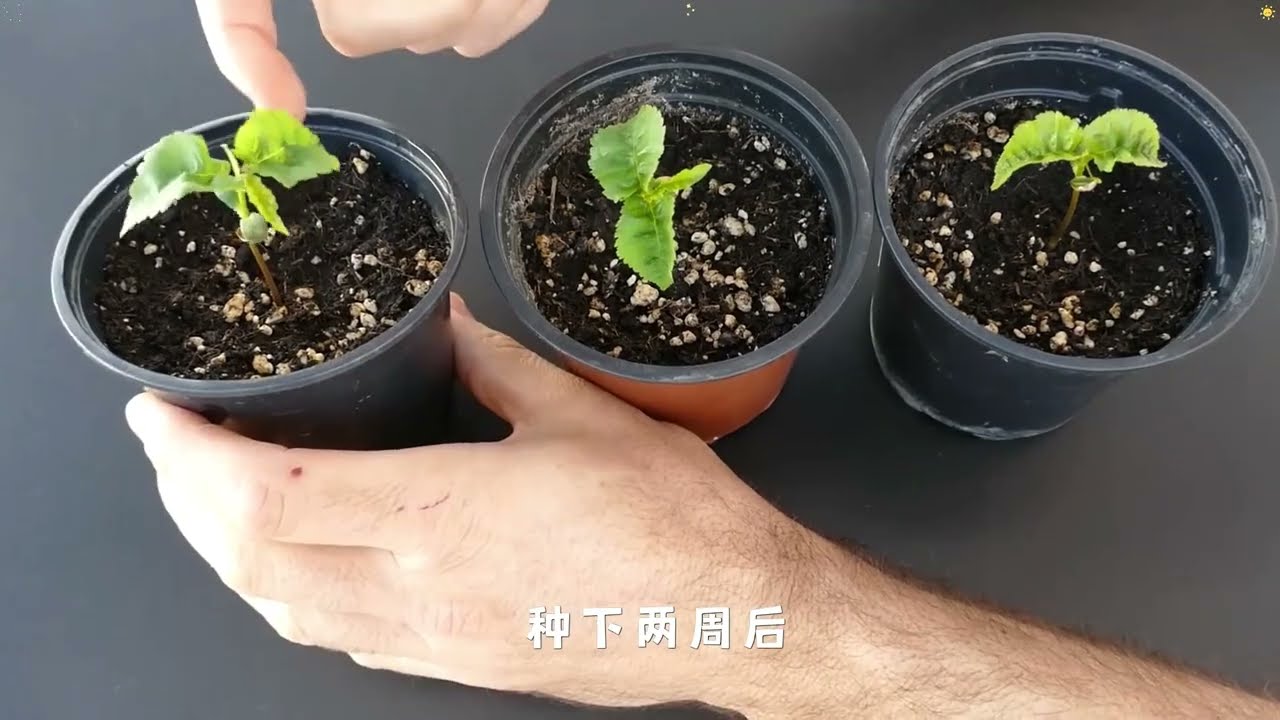 用最简单的方式种植车厘子樱桃 从种子育苗需要多久 #盆栽车厘子 #车厘子种植 #樱桃苗 #种植小技巧