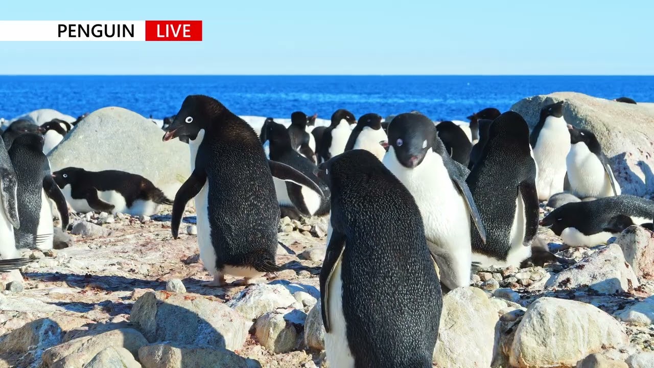 아델리펭귄 번식지 Adélie penguin breeding colony