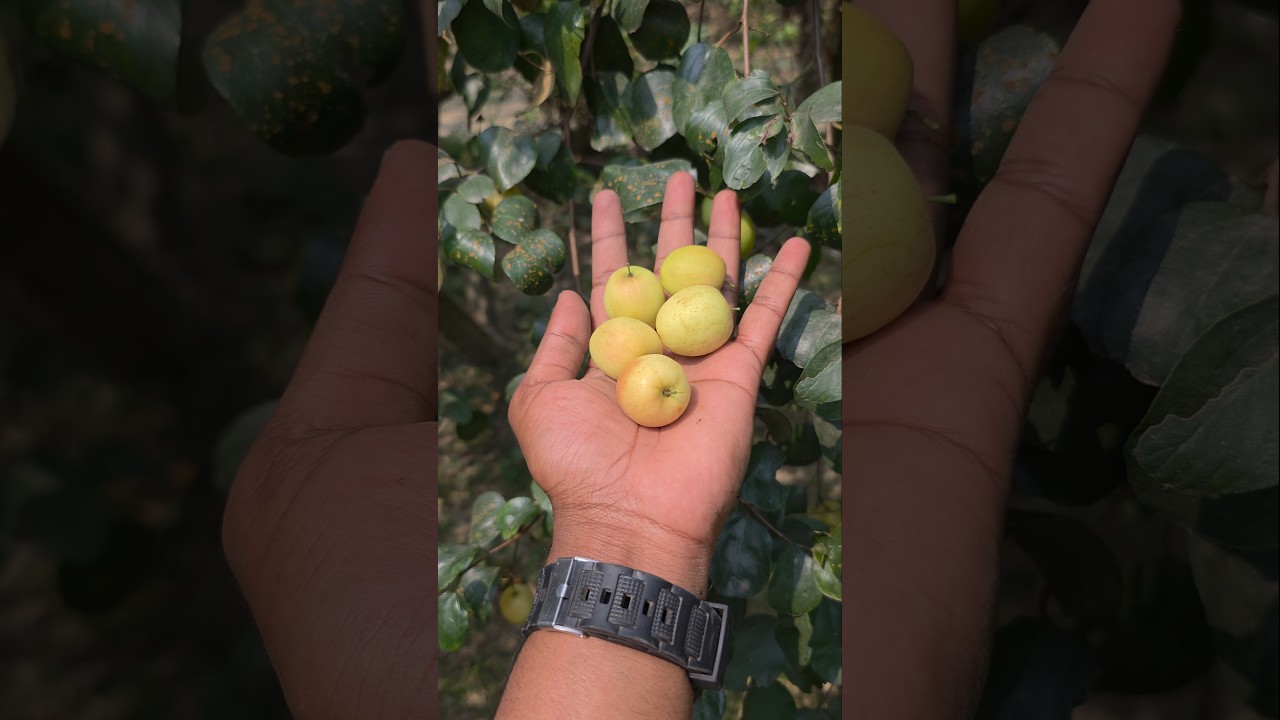 Traditional Village Apple Kul Harvest | Fresh Boroi From The Tree | Part 27