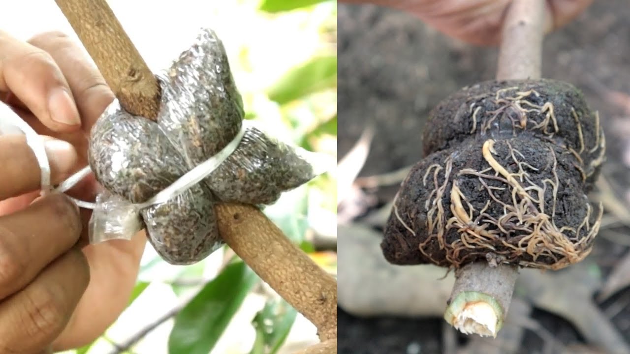 This is A Short Gardening Tutorial To Rooting Your Trees