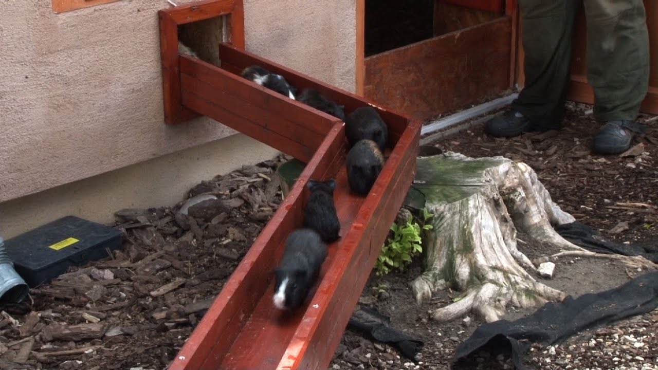 Robog a tengerimalac vonat