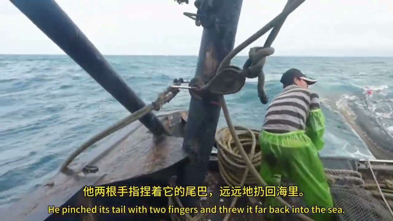 渔船渔民捕鱼日常：一艘650马力单拖网渔船，捕获一网火箭筒鱿鱼的收获。The trawler has caught a net full of rocket squid.