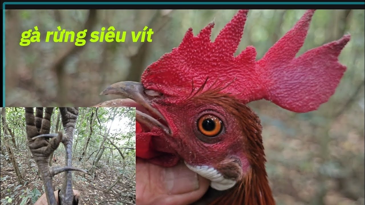 Gà rừng siêu vít 