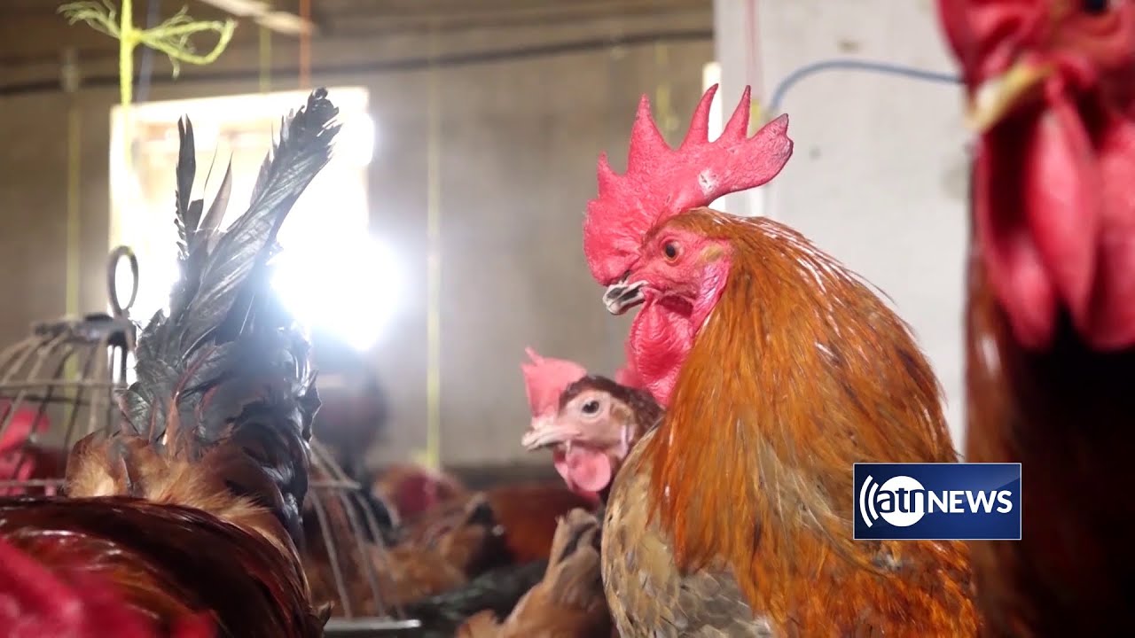 Poultry industry facing challenges in Afghanistan | سکتور مرغداری در افغانستان با مشکلات مواجه است