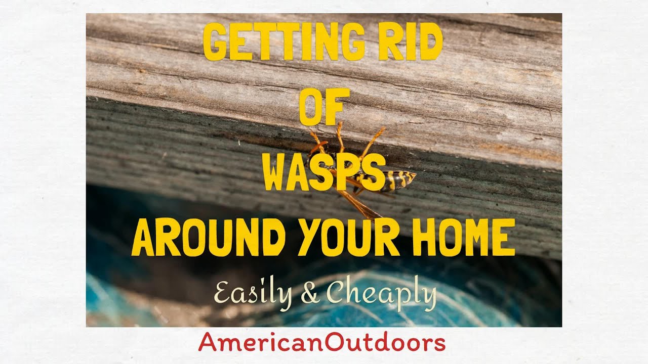 How To Get Rid Of Wasps and Hornets Around Your Home Cheap & Easy (Update)