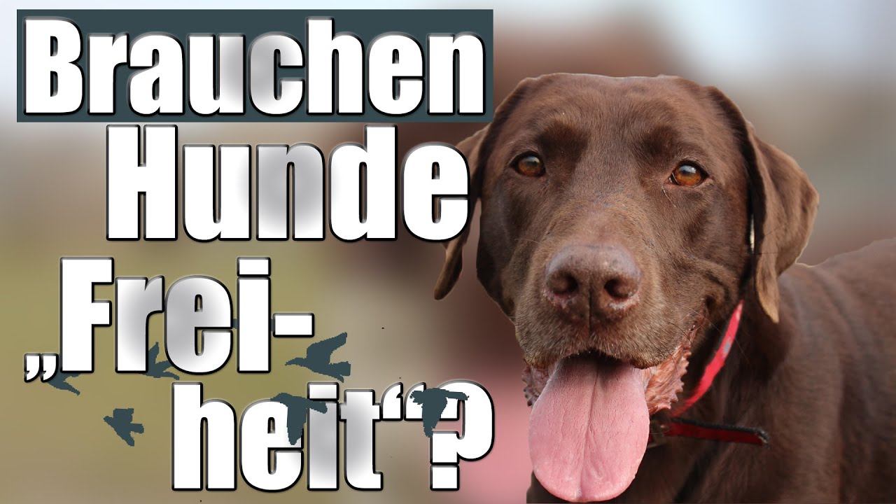 Freiheit falsch verstanden! Was Hunde wirklich brauchen.. - Hundetrainer Steve Kaye
