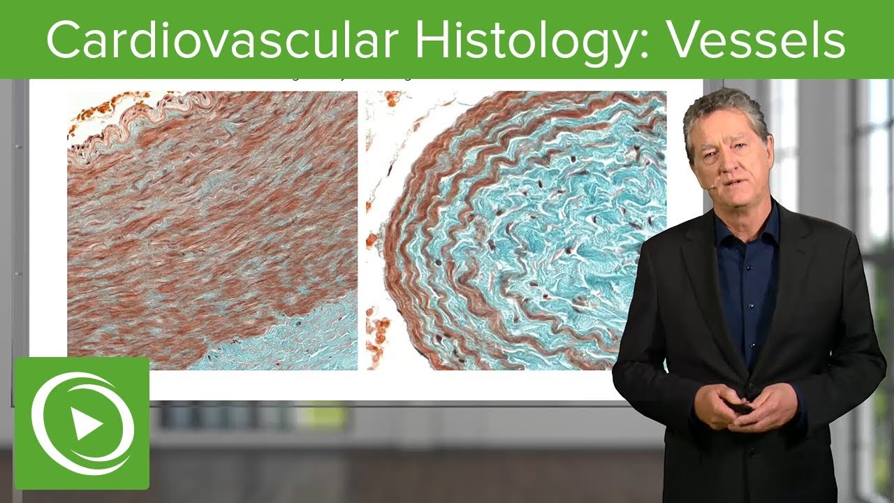 Cardiovascular Histology: Vessels – Histology | Lecturio