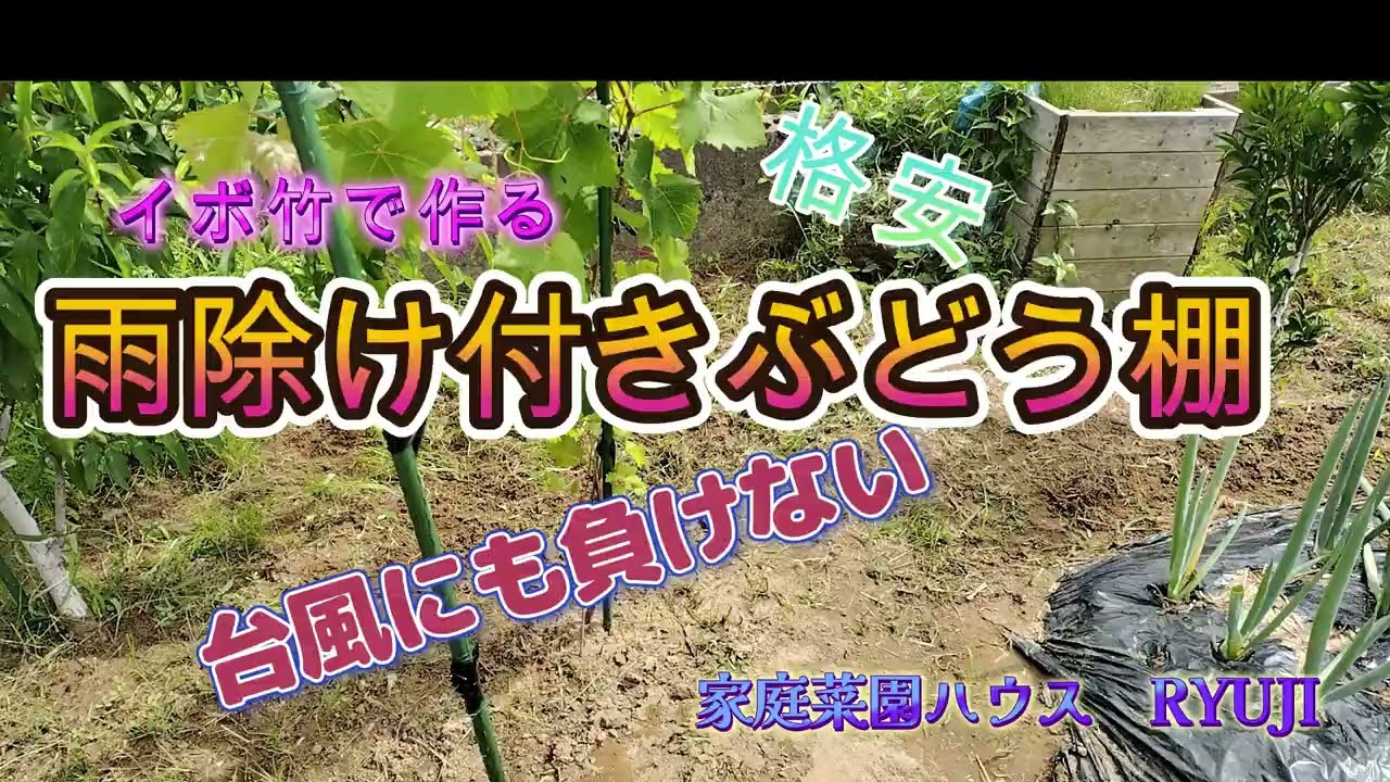 イボ竹で作る雨除け付きぶどう棚