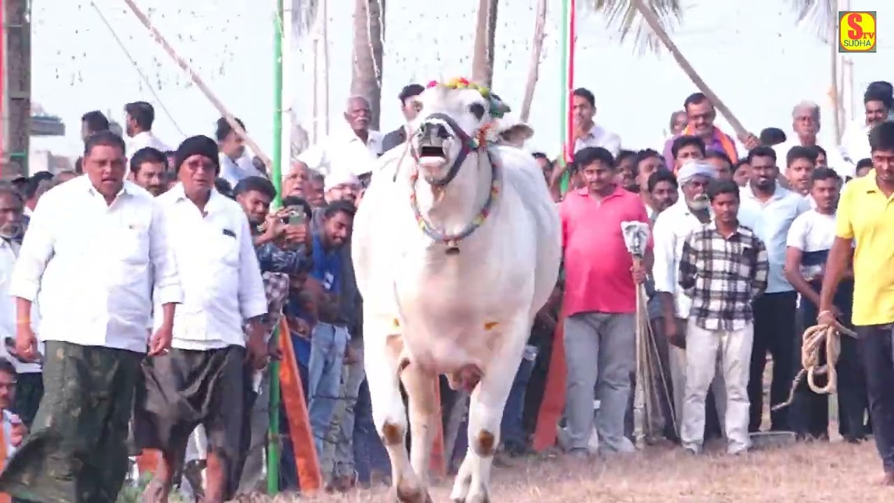 See how this rich guy comes into the ring as a single.. || MKR & MKM BULLS ||ONGOLE BULLS ||