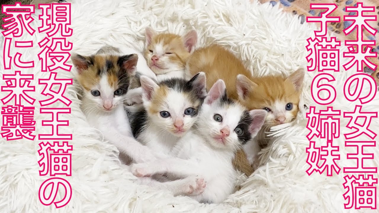 未来の女王猫6姉妹、現役女王猫の元に保護される The future Queen kitties had coming
