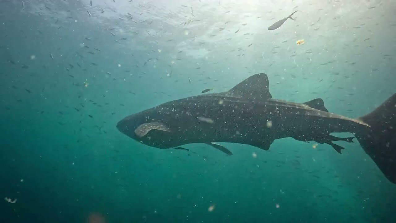 Two Whale Sharks on One Dive – Southwest Pinnacle, Koh Tao