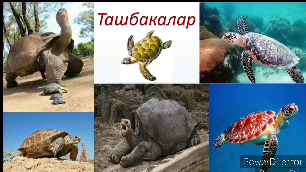 Биология. Сойлоп журучулордун коп турдуулугу, келип чыгышы