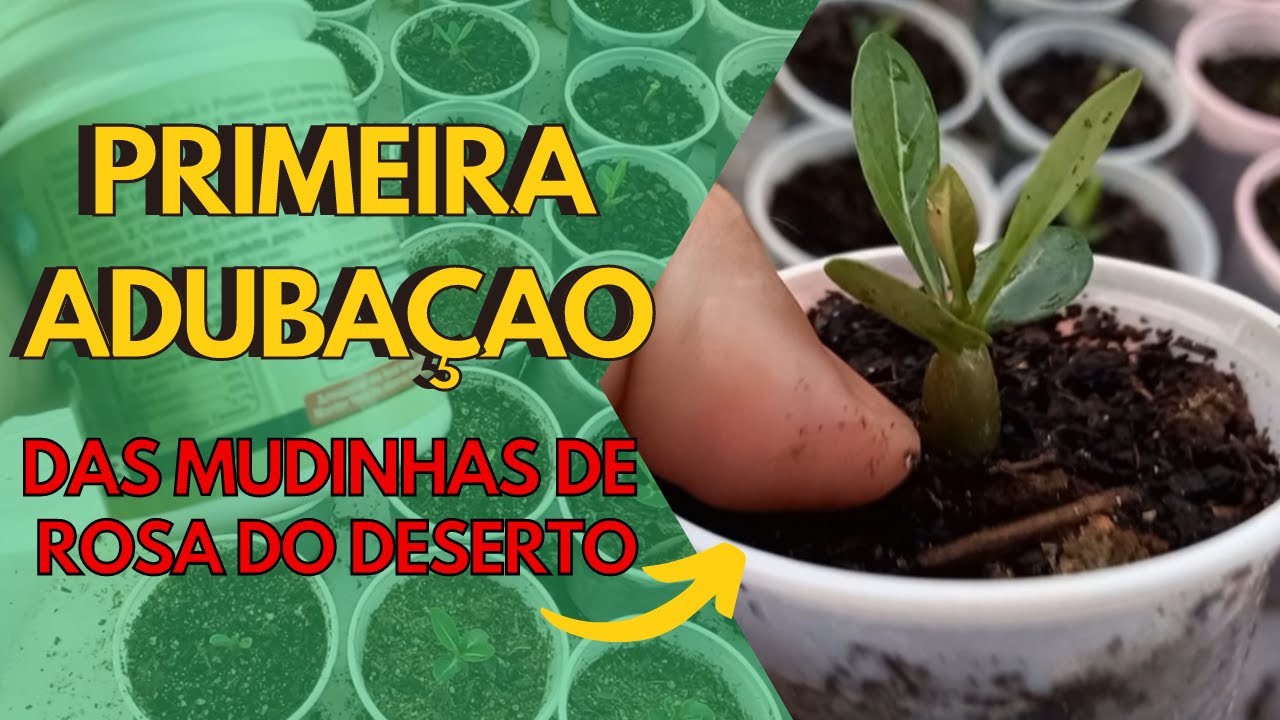 QUANDO E COMO FAZER A PRIMEIRA ADUBAÇÃO NA ROSA DO DESERTO