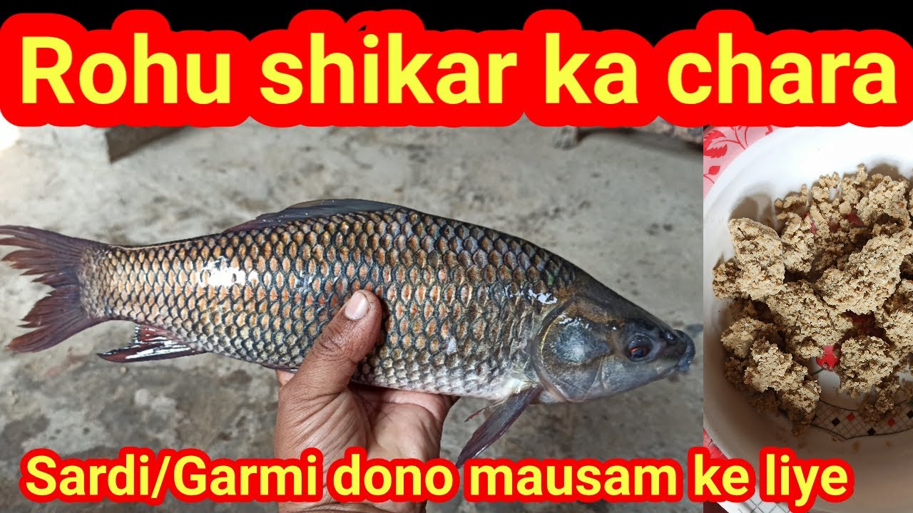 Sardi/Garmi dono maosam me Rohu shikar ka best chara | रोहू मछली के शिकार का चारा || sundar bihar