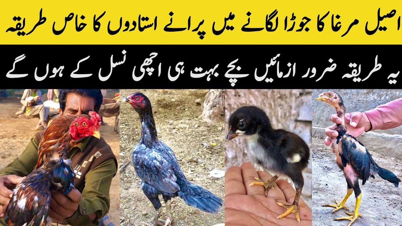 Aseel Murga Ka Acha Pair Kaise Lgayn || Aseel Murga Ka Joda Lgany Ka Tarika ||Breading Information 