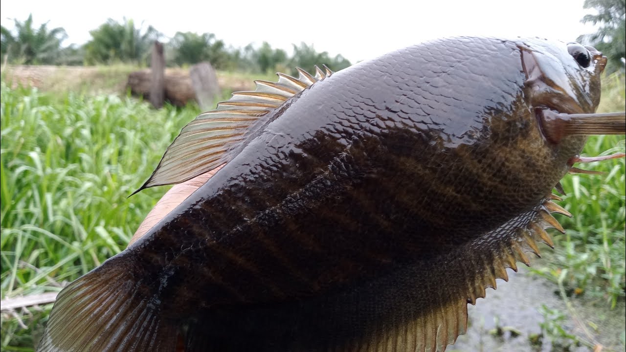 Orang pertama di Indonesia mancing ikan sepat siam menggunakan umpan ini sangat manjur.!