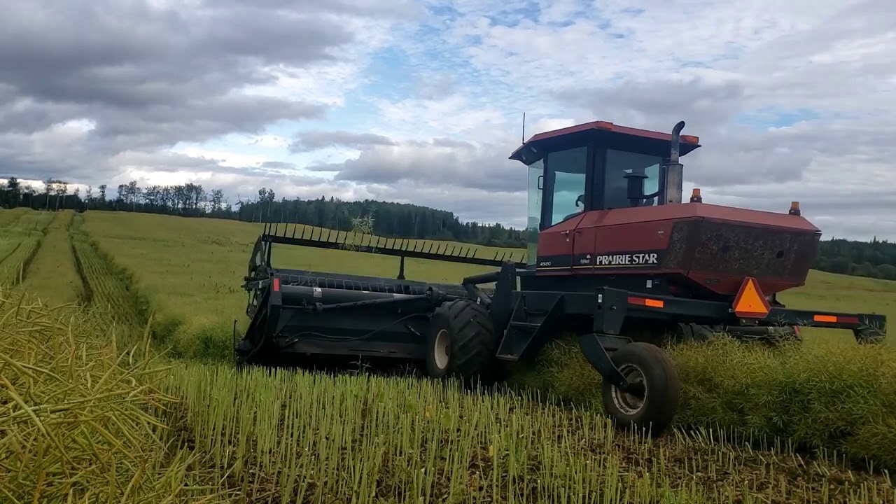 Swathing Canola