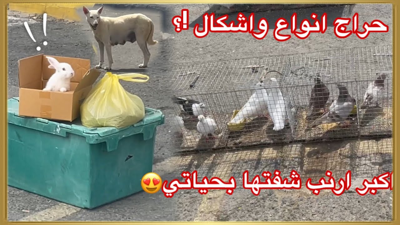 انصدمت من سوق الطيور في خميس مشيط ) وحصلت ارنب اكبر مني😂😂