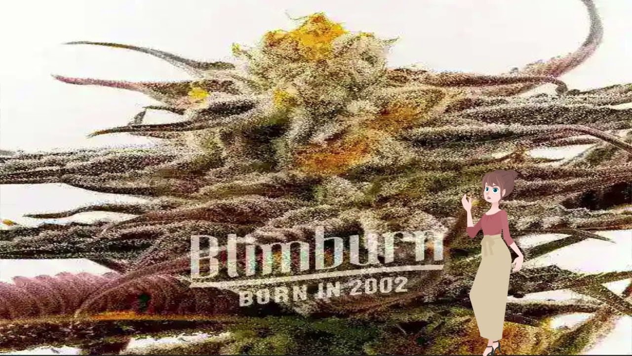 Purple Star Killer - Blimburn Seeds