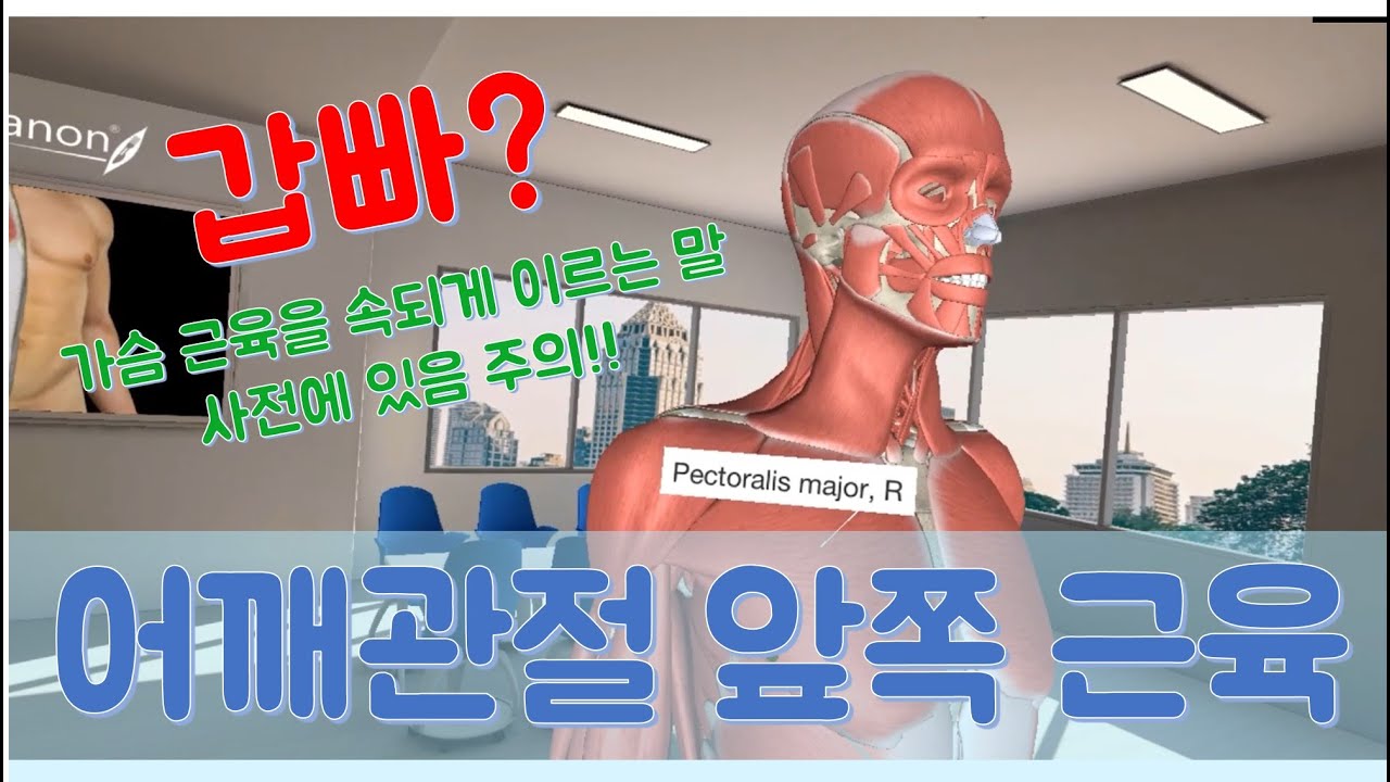어깨관절 앞쪽 근육_큰가슴근(대흉근), 앞톱니근(전방거근) 등 4개 근육