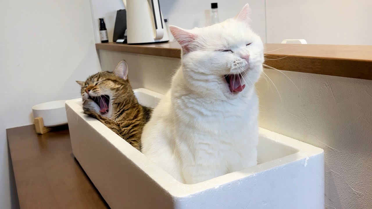 寝起きのあくびがシンクロした最高にかわいい瞬間！