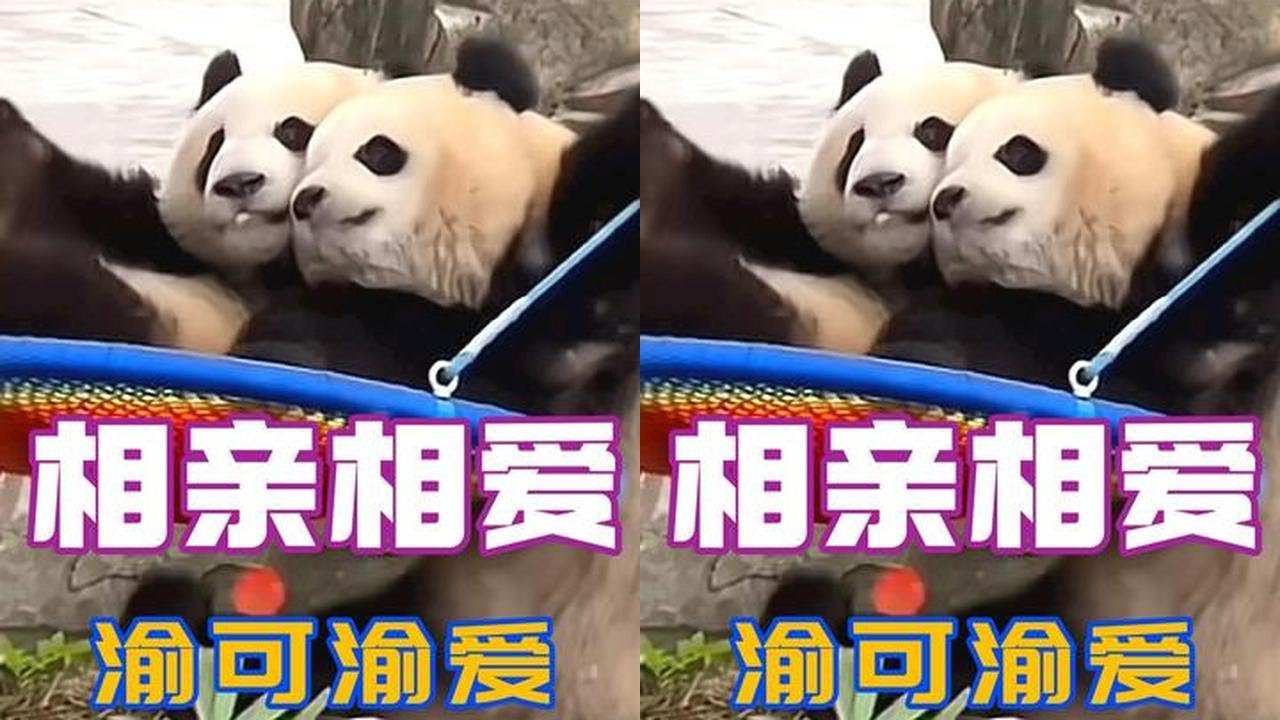 渝可渝爱就是天下第一好！兄妹俩谁也离不开谁 #渝可 #渝爱 #大熊猫 #国宝不愧是国宝  #热门